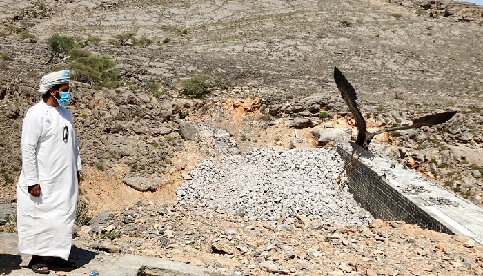 Migratory heron found, returned to environment authorities in Oman