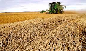 السلطنة تحقق ارتفاعًا في إنتاج القمح
