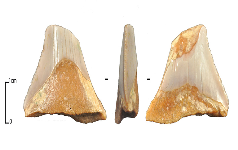 Fossil of extinct shark retrieved from Dhofar