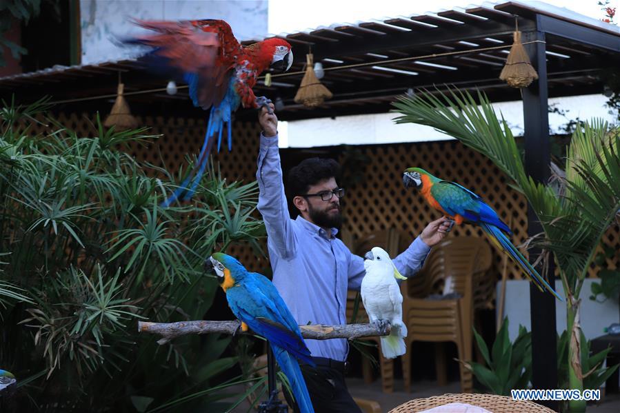 A Palestinian aviculturist's passion for parrots