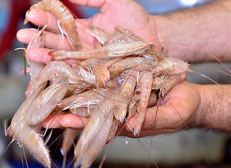 Shrimp fishing season starts in Oman