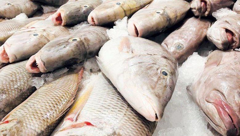 Fish landing in Oman jumps by more than 33% in June - Times of Oman