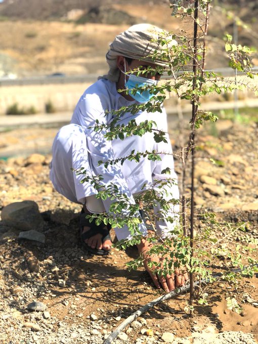 زراعة 370 شجرة بالبريمي ضمن مبادرة زراعة 10 ملايين شجرة