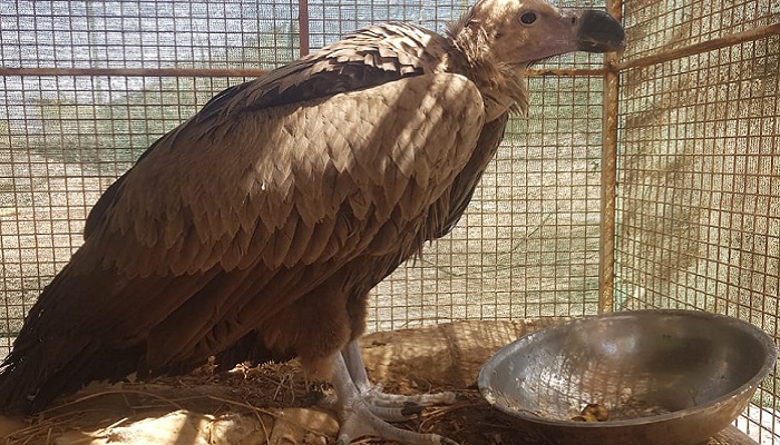 Eagle in critical condition rescued by citizens in Oman