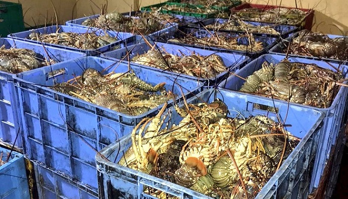 Over 3,000 kilos of fish seized in Oman