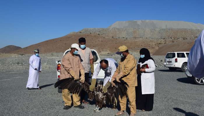 البيئة" بجنوب الباطنه تطلق 5 أنواع من الطيور "