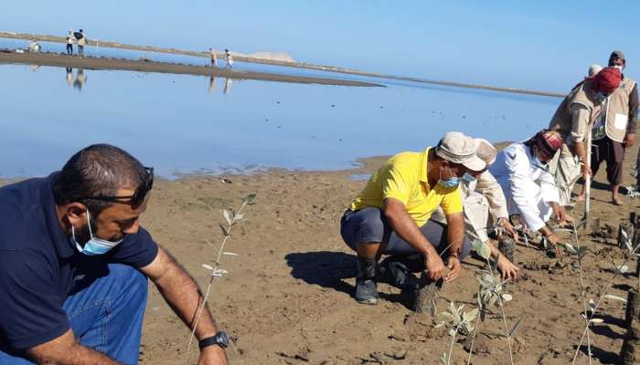 1,000 Mangroves planted in Oman