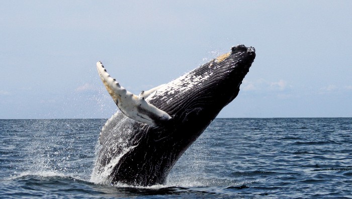Over 15 types of whales live in Oman