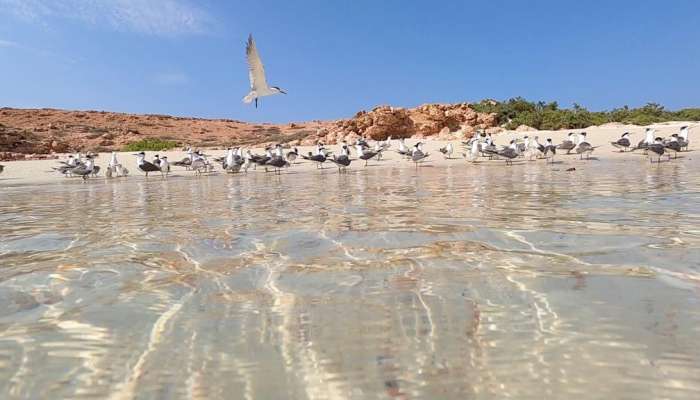 Daymaniyat Islands Nature Reserve to reopen for tourists