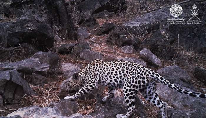 Study reveals presence of Arabian Leopard in Oman
