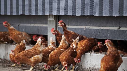 إعدام 200 ألف دجاجة في هولندا بعد اكتشاف بؤرة لإنفلونزا الطيور