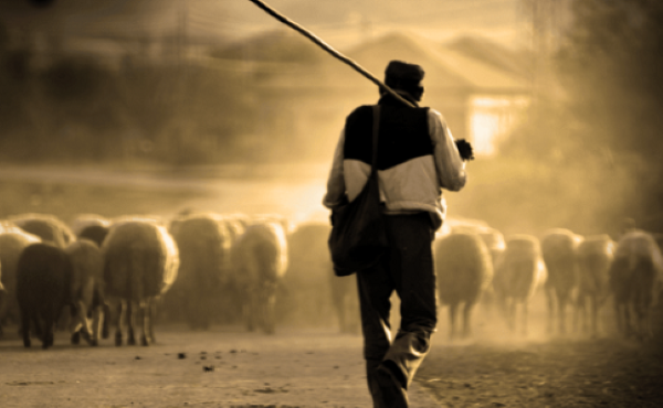 منها عدم استخدام الصراخ الشديد والعصا الكبيرة.. بناء على قرار وزاري 5 نقاط يجب الالتزام بها عند حث الحيوان على الحركة