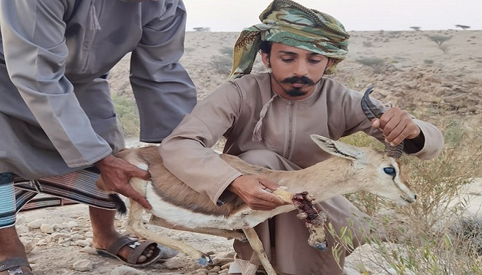 Injured Arabian deer to be treated by authorities in Oman