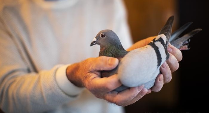 Belgian racing pigeon sells for €1.6 million at auction