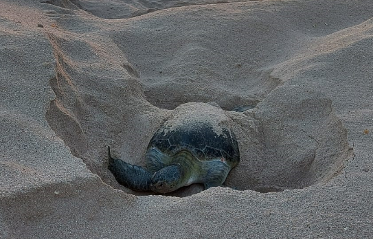 Green turtle returns to Oman to nest after 29 years