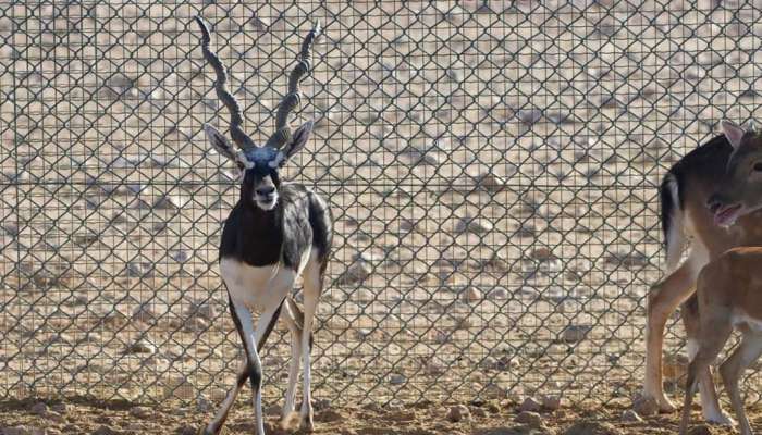 New species of wild animals, birds added to reserve in Al Wusta Governorate