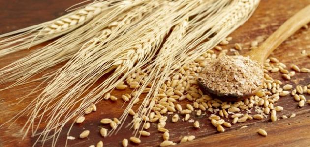 الثروة الزراعية : أسبوعان لاستقبال طلبات بيع القمح