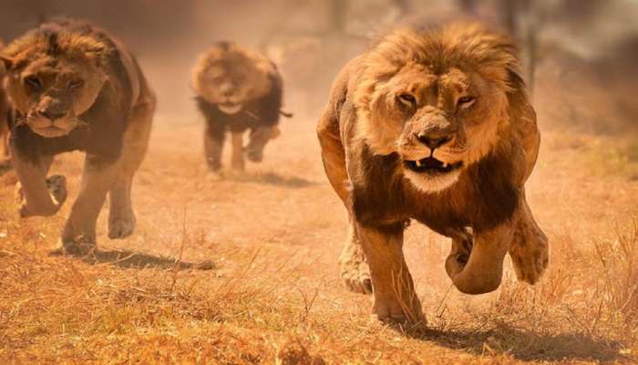 إصابة أربعة أسود بحديقة حيوان في برشلونة بكوفيد19
