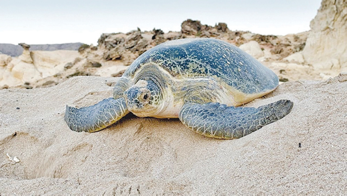We Love Oman: A safe home for sea turtles