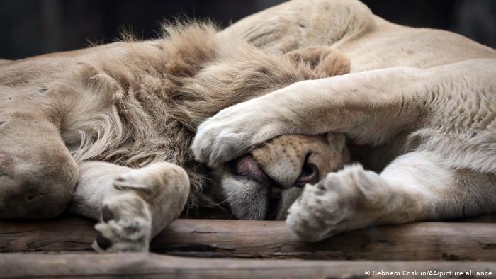 Coronavirus: Lions at Barcelona zoo contract COVID-19