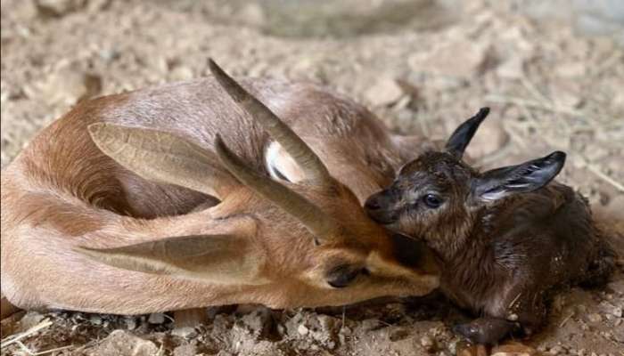 Arabian Gazelle gives birth to fawn