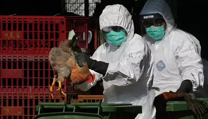 اليابان تكشف عن بؤرتي إنفلونزا الطيور