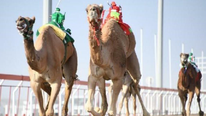 Oman's camel races finds place in UNESCO Representative List