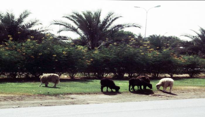 Muscat Municipality reminds owners not to let their pets roam in open