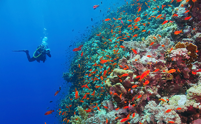 We Love Oman: The Daymaniyat Islands is home to best diving spots