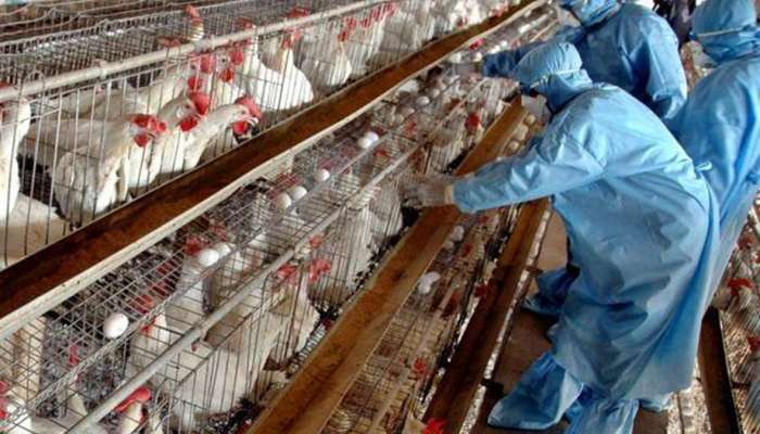 مصر ترصد تفشٍ لإنفلونزا الطيور في مزرعتين للدواجن