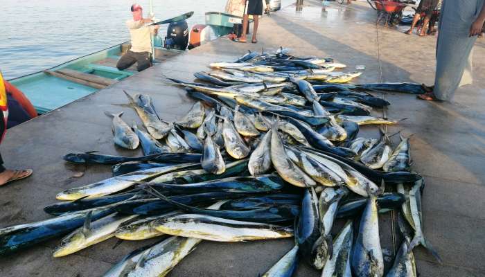 إقبال على سمكة العنفلوص بقريات من شركات الأسماك العالمية