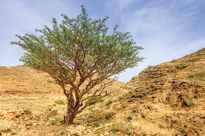 We Love Oman: How to care for a frankincense tree