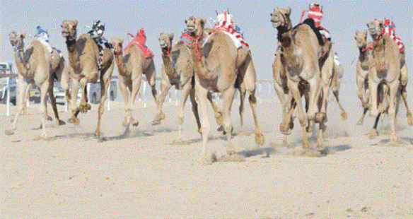 سباق الهجن بولاية عبري ينطلق الخميس المقبل