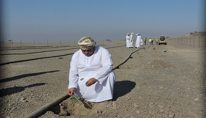 Seedlings cultivated by Environment Authority in Oman