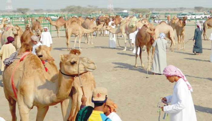 مسابقة المزاينة للهجن بالمصنعة تنطلق الأحد المقبل