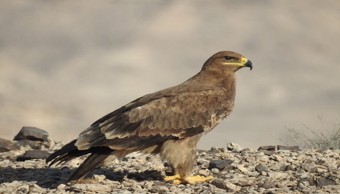 Count of Steppe Eagles witnesses steep decline in Oman's Dhofar region