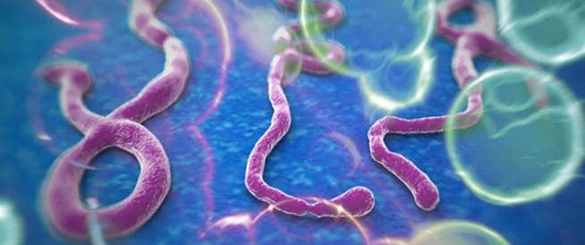 وفاة 4 أشخاص جرّاء الإصابة بفيروس إيبولا في غينيا