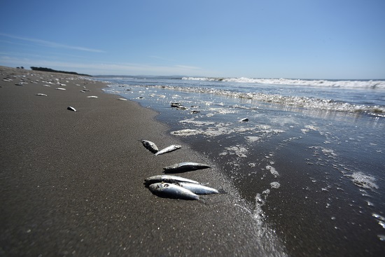 نفوق مئات الأطنان من الأسماك على شواطئ تشيلي