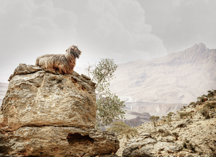We Love Oman:  Wadi Sireen Nature Reserve is home to diverse wild animals