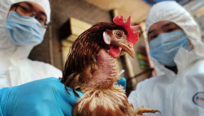 رصد تفش لنوع شديد العدوى من إنفلونزا الطيور في هولندا
