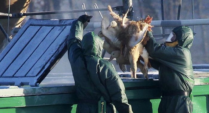 Russia registers first human case of bird flu