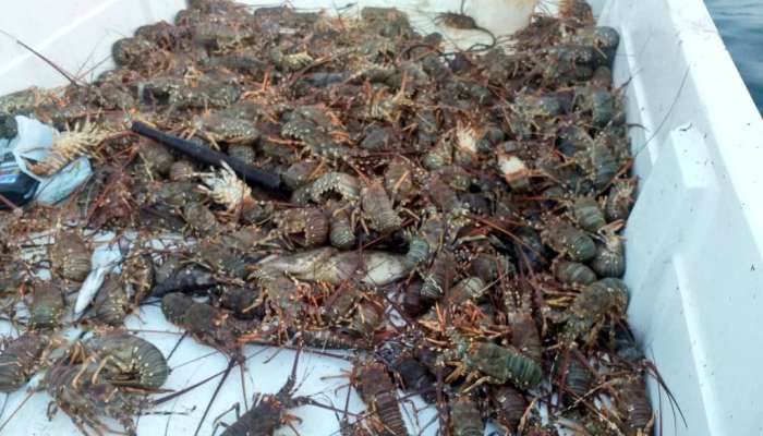 More than 30 fishing cages seized in Oman