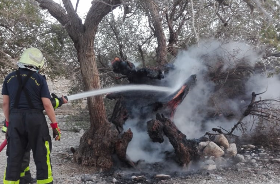 ROP and PACDA help in controlling tree fire