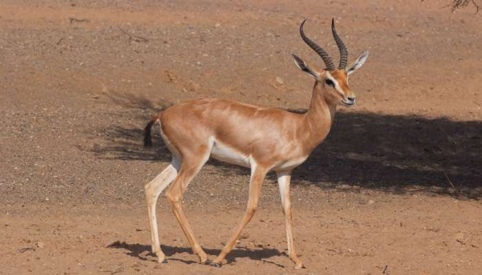 Oman to celebrate World Wildlife Day