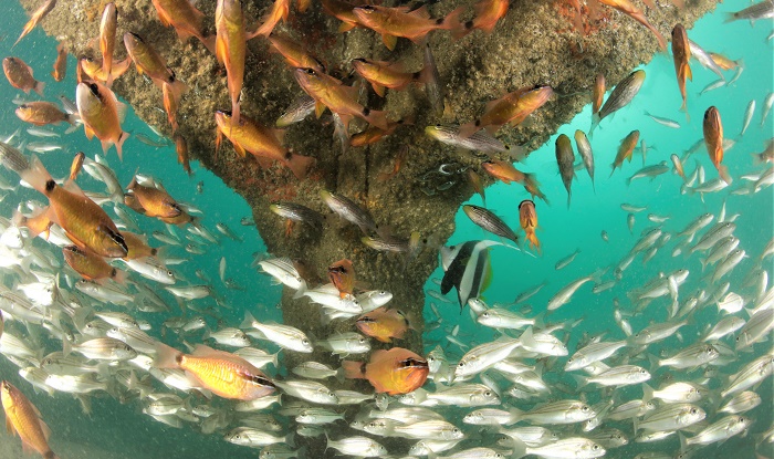 Big rise in marine species at Al Mouj Muscat artificial reef