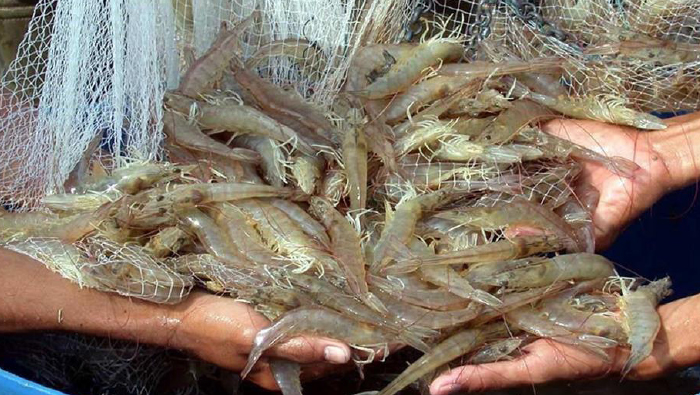 Oceanic Shrimp receives first batch of shrimp broodstock
