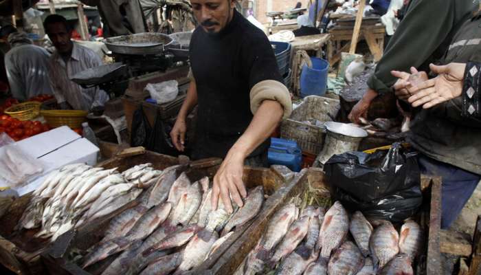 الصحة المصرية تحذر من سمكة القراض السامة والأشد فتكًا في العالم
