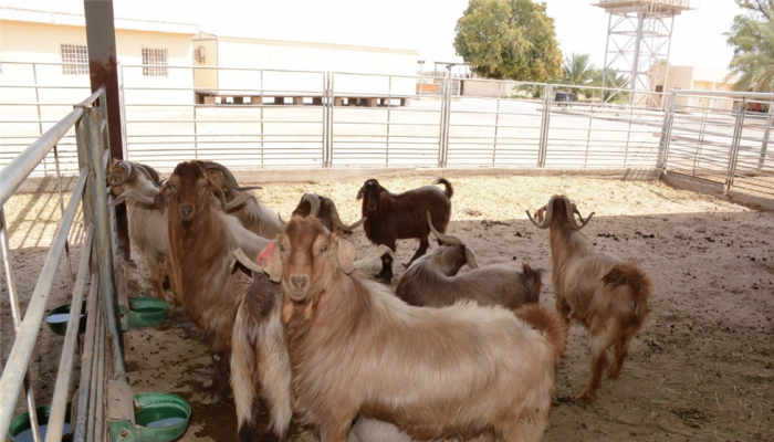 محطة البحوث الحيوانيّة تعمل على إنتاج سلالات محليّة محسّنة وراثيًّا من الماعز