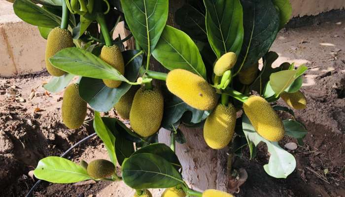 مزارع بولاية السويق تنجح في زراعة فاكهة الفَنَس الاستوائية