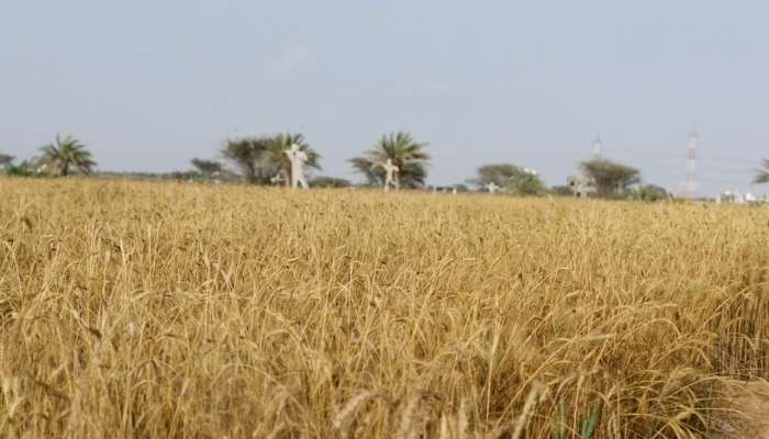 مزارع عماني ينجح بزراعة ’السمسم’ في بركاء